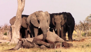 Herd of mourning elephants refuse to abandon their dead friend’s body…