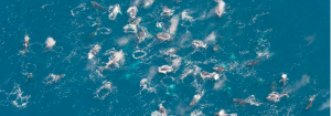Humpback Whales Are Forming Mysterious ‘Super-Groups’, and No One Can Explain It…