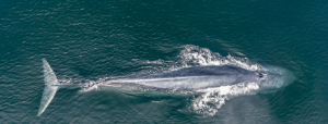 Blue whale in Monterey Bay recorded with majestic video…