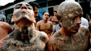 CNN SUPPORTING MS-13: Trump makes the gang stronger…