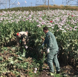 Sprawling opium poppy field found in Northern California…