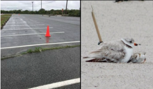 RI Liberal Nonsense: Dozens of beach parking spots roped off to protect threatened birds…